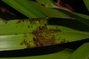 Damage on cymbidium leaf